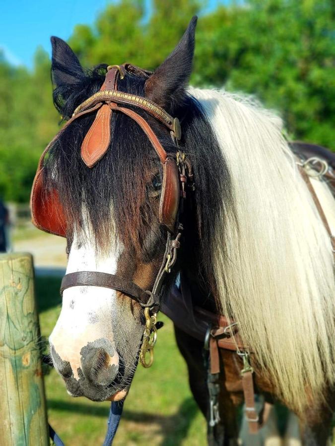 Les Chevaux De L'Hippocampe Hotel Mont-Dol Екстериор снимка